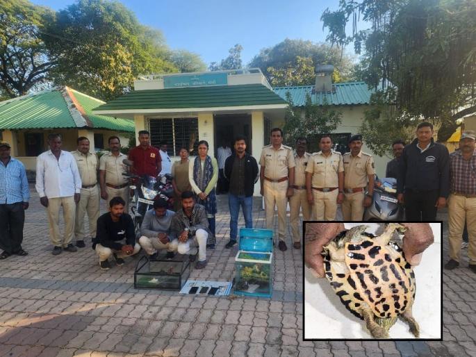 illegal sale of rare species of turtles; Eight turtles seized from Morshi, 11 from Madhya Pradesh | दुर्मीळ प्रजातीच्या कासवांची विक्री; मोर्शीत आठ, मध्य प्रदेशातून ११ कासव जप्त illegal sale of rare species of turtles; Eight turtles seized from Morshi, 11 from Madhya Pradesh | दुर्मीळ प्रजातीच्या कासवांची विक्री; मोर्शीत आठ, मध्य प्रदेशातून ११ कासव जप्त
