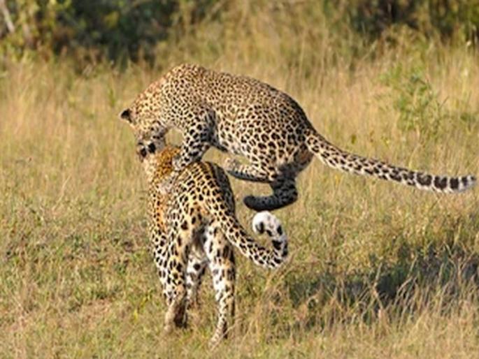 Two Leopards Fight; Both dead, incident at Wakdi | दोन बिबट्यांची झुंज; दोघेही गतप्राण, वाकडी येथील घटना Two Leopards Fight; Both dead, incident at Wakdi | दोन बिबट्यांची झुंज; दोघेही गतप्राण, वाकडी येथील घटना