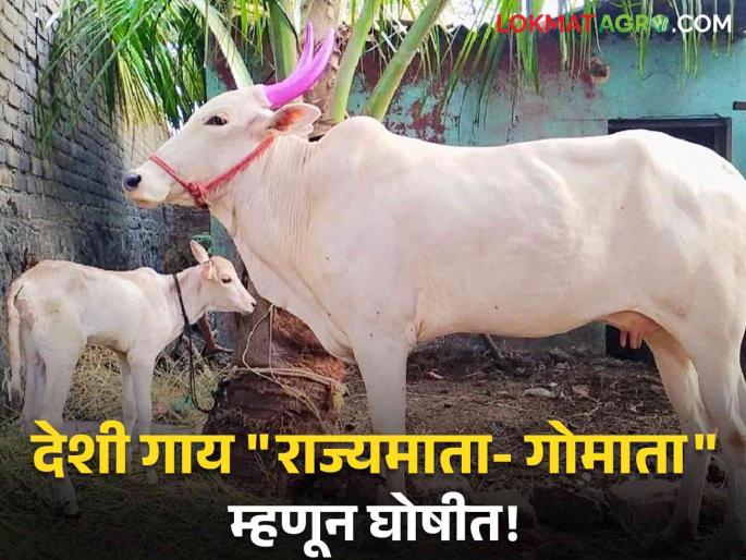 Deshi Cow Big decision of the state government Desi cows are now declared as 'Rajyamata-Gomata' | Deshi Cow : राज्य सरकारचा मोठा निर्णय! देशी गायी आता 'राज्यमाता-गोमाता' म्हणून घोषीत Deshi Cow Big decision of the state government Desi cows are now declared as 'Rajyamata-Gomata' | Deshi Cow : राज्य सरकारचा मोठा निर्णय! देशी गायी आता 'राज्यमाता-गोमाता' म्हणून घोषीत