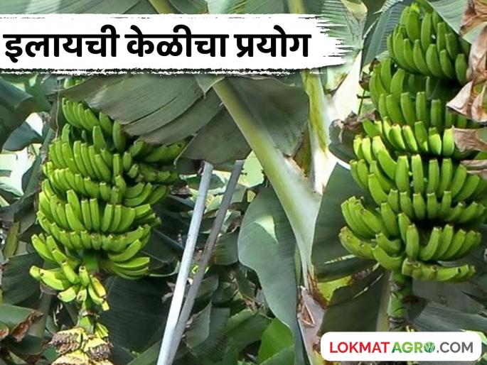 Latest news Ilayachi Keli Nandurbar doctor's experiment with cardamom bananas, prices higher than other bananas | Ilayachi Keli : नंदुरबारच्या डॉक्टरांचा इलायची केळीचा प्रयोग, इतर केळीपेक्षा जास्त भाव मिळाला!