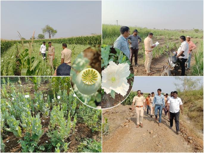 Collective cultivation of opium in Pune district, 1 crore 41 lakhs worth seized; Four people were arrested | पुणे जिल्ह्यात अफूची सामूहिक शेती, १ कोटी ४१ लाखांचा मुद्देमाल जप्त; चार जणांना अटक Collective cultivation of opium in Pune district, 1 crore 41 lakhs worth seized; Four people were arrested | पुणे जिल्ह्यात अफूची सामूहिक शेती, १ कोटी ४१ लाखांचा मुद्देमाल जप्त; चार जणांना अटक