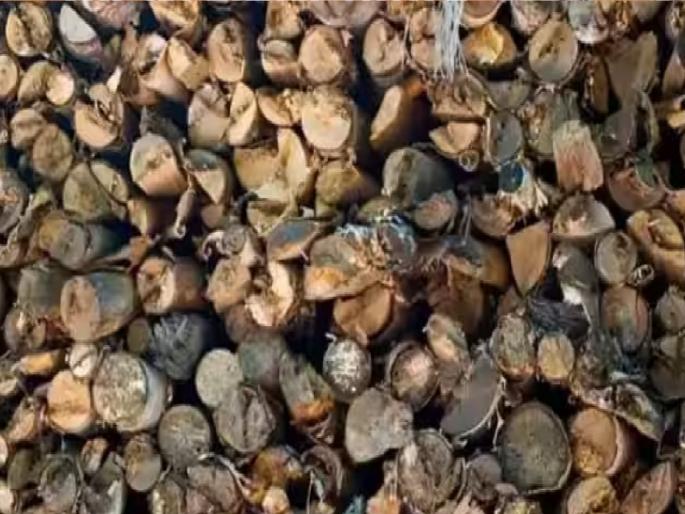 Optical illusions: A sparrow hidden in this photo; If you have sharp eyes, find out in 10 seconds | Optical illusions : या फोटोमध्ये लपलीये एक चिमणी; तीक्ष्ण नजर असेल तर 10 सेकंदात शोधून दाखवा... Optical illusions: A sparrow hidden in this photo; If you have sharp eyes, find out in 10 seconds | Optical illusions : या फोटोमध्ये लपलीये एक चिमणी; तीक्ष्ण नजर असेल तर 10 सेकंदात शोधून दाखवा...