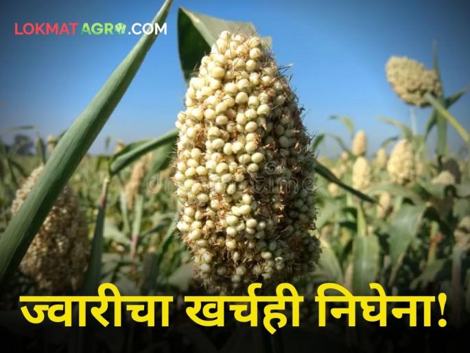 jwari crop harvestingSpeed up sorghum harvesting in Ambi area difficult to keep track of the expenses incurred | मराठवाड्यात ज्वारी काढणीला वेग; काही शेतकऱ्यांचा झालेला खर्चही पदरात पडणे मुश्कील jwari crop harvestingSpeed up sorghum harvesting in Ambi area difficult to keep track of the expenses incurred | मराठवाड्यात ज्वारी काढणीला वेग; काही शेतकऱ्यांचा झालेला खर्चही पदरात पडणे मुश्कील