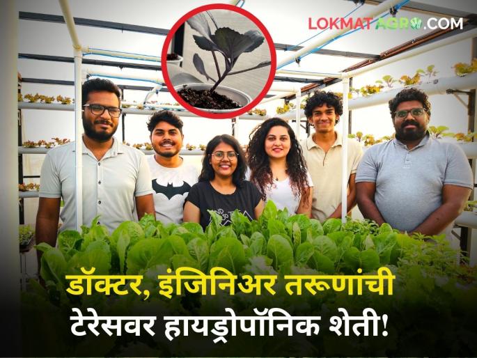 One doctor other an engineer third an MBA youth started hydroponic farming on the terrace | एक डॉक्टर, दुसरा इंजिनिअर तर तिसरा एमबीए; तरूणांनी टेरेसवर सुरू केली हायड्रोपॉनिक शेती One doctor other an engineer third an MBA youth started hydroponic farming on the terrace | एक डॉक्टर, दुसरा इंजिनिअर तर तिसरा एमबीए; तरूणांनी टेरेसवर सुरू केली हायड्रोपॉनिक शेती
