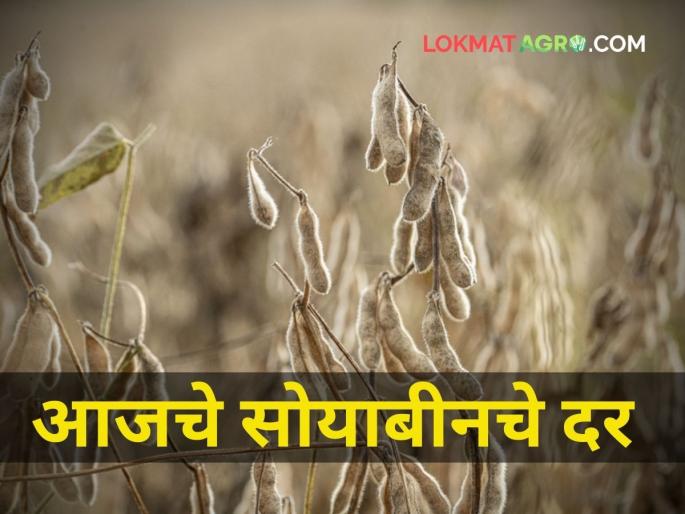 maharashtra agriculture farmer soybean market yard price low | आज सोयाबीनला कुठे किती मिळाला दर? maharashtra agriculture farmer soybean market yard price low | आज सोयाबीनला कुठे किती मिळाला दर?