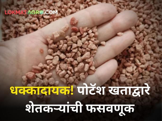 maharashtra agriculture Patash potash derived molasis fraud 14 percent actually 4 percent agriculture department | Fertilizer Fraud : ‘पीडीएम’मधील पाेटॅश खाल्ले कुणी? एका बॅगमध्ये केवळ ७ टक्के मात्रा; कृषी विभागाने उघड केला घोटाळा maharashtra agriculture Patash potash derived molasis fraud 14 percent actually 4 percent agriculture department | Fertilizer Fraud : ‘पीडीएम’मधील पाेटॅश खाल्ले कुणी? एका बॅगमध्ये केवळ ७ टक्के मात्रा; कृषी विभागाने उघड केला घोटाळा