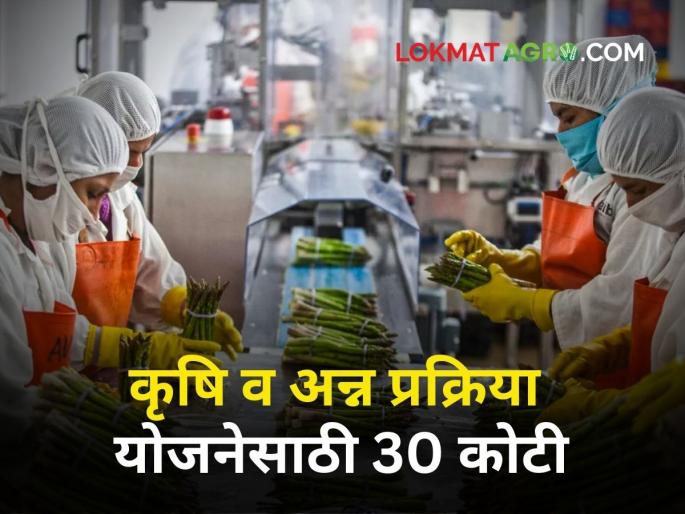 100 crore program approval for Chief Minister Agriculture and Food Processing Scheme; 30 crore distributed | मुख्यमंत्री कृषि व अन्न प्रक्रिया योजनेसाठी १०० कोटींच्या कार्यक्रमास मान्यता; ३० कोटी वितरीत