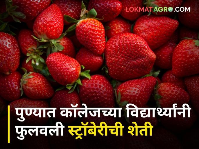 Wow! Strawberry farm flourished by college boys in the heart of Pune shivajinagar | व्वा रे पठ्ठे! पुण्याच्या मध्यभागी कॉलेजच्या पोरांनी फुलवली स्ट्रॉबेरीची शेती Wow! Strawberry farm flourished by college boys in the heart of Pune shivajinagar | व्वा रे पठ्ठे! पुण्याच्या मध्यभागी कॉलेजच्या पोरांनी फुलवली स्ट्रॉबेरीची शेती