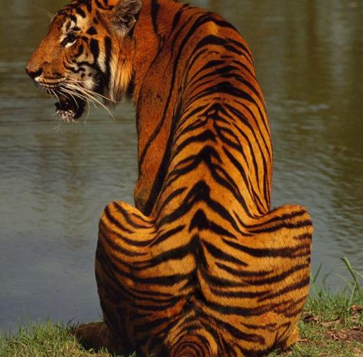 Tigers seized in Malghat; Three tigers hunting? | मेळघाटात वाघाची कातडी जप्त; तीन वाघांची शिकार? Tigers seized in Malghat; Three tigers hunting? | मेळघाटात वाघाची कातडी जप्त; तीन वाघांची शिकार?