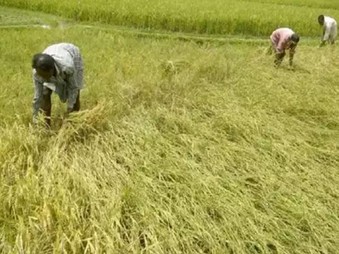 modi cabinet decides to increase msp for paddy and other crops | मोदी सरकारचं शेतकऱ्यांना मोठं गिफ्ट, धान्यासह 14 पिकांची MSP वाढवली modi cabinet decides to increase msp for paddy and other crops | मोदी सरकारचं शेतकऱ्यांना मोठं गिफ्ट, धान्यासह 14 पिकांची MSP वाढवली