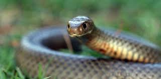 Woman killed by snakebite | सर्पदंशाने महिलेचा मृत्यु  Woman killed by snakebite | सर्पदंशाने महिलेचा मृत्यु