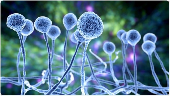 228 killed in Vidarbha due to mucormycosis | म्युकरमायकोसिसमुळे विदर्भात २२८ जणांचा मृत्यू 228 killed in Vidarbha due to mucormycosis | म्युकरमायकोसिसमुळे विदर्भात २२८ जणांचा मृत्यू