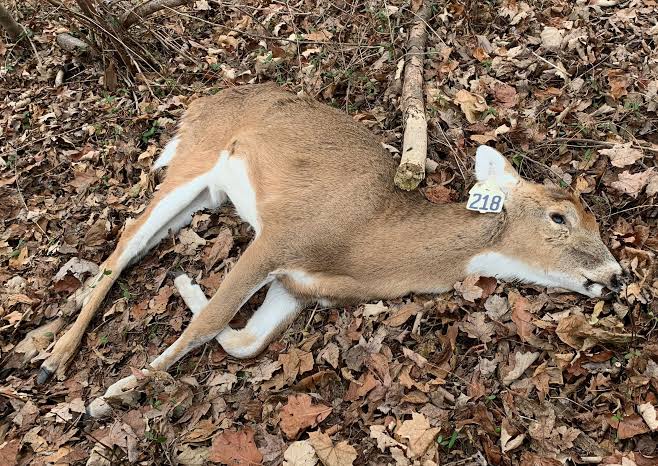 Suspicious death of 17 deer in Taroda Shivara | तरोडा शिवारात १७ हरणांचा संशयास्पद मृत्यू Suspicious death of 17 deer in Taroda Shivara | तरोडा शिवारात १७ हरणांचा संशयास्पद मृत्यू