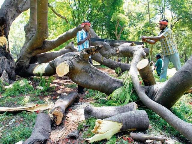 In the last 5 years, more than 1.09 crore trees were cut; Information of the Central Government in the Rajya Sabha | गेल्या ५ वर्षात १ कोटींपेक्षा अधिक झाडे कापण्यात आली; केंद्र सरकारची राज्यसभेत माहिती  In the last 5 years, more than 1.09 crore trees were cut; Information of the Central Government in the Rajya Sabha | गेल्या ५ वर्षात १ कोटींपेक्षा अधिक झाडे कापण्यात आली; केंद्र सरकारची राज्यसभेत माहिती