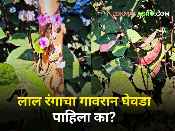 If you eat the red Gavran Ghevda once, see! You will be surprised to hear the benefits | लाल रंगाचा गावरान घेवडा एकदा खाऊन तर बघा! १ 'बी'पासून मिळते ६०० किलो उत्पन्न If you eat the red Gavran Ghevda once, see! You will be surprised to hear the benefits | लाल रंगाचा गावरान घेवडा एकदा खाऊन तर बघा! १ 'बी'पासून मिळते ६०० किलो उत्पन्न