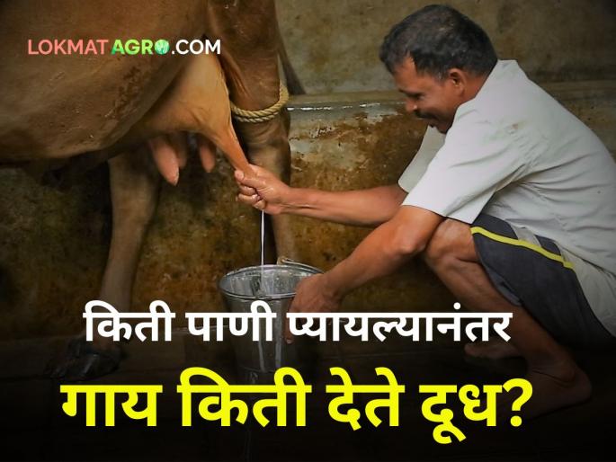 cow milking water drinking water management in cattle and buffalo | किती पाणी प्यायल्यानंतर गाय किती देते दूध? गायीने जास्त पाणी पिण्यासाठी काय करावे? cow milking water drinking water management in cattle and buffalo | किती पाणी प्यायल्यानंतर गाय किती देते दूध? गायीने जास्त पाणी पिण्यासाठी काय करावे?