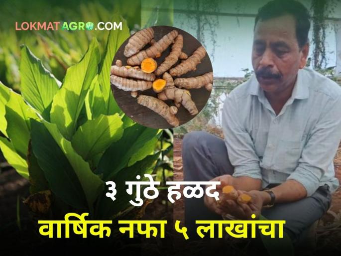 'This' farmer is selling wet turmeric worth one and a half thousand every day 5 lakhs profit per year from 3 bunches dnyaneshwar bodkhe | 'हा' शेतकरी रोज विकतोय दीड हजारांची ओली हळद! ३ गुंठ्यातून वर्षाकाठी ५ लाखांचा नफा 'This' farmer is selling wet turmeric worth one and a half thousand every day 5 lakhs profit per year from 3 bunches dnyaneshwar bodkhe | 'हा' शेतकरी रोज विकतोय दीड हजारांची ओली हळद! ३ गुंठ्यातून वर्षाकाठी ५ लाखांचा नफा