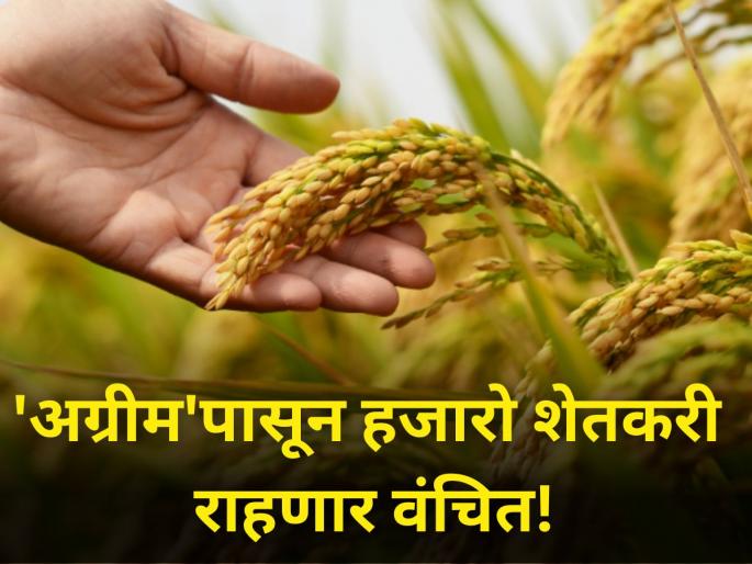 agrim advance crop insurance farmer crop insurance company rain crisis diwali festival | अखेर निराशाच; 'अग्रीम' जाहीर पण हजारो शेतकरी राहणार वंचित! agrim advance crop insurance farmer crop insurance company rain crisis diwali festival | अखेर निराशाच; 'अग्रीम' जाहीर पण हजारो शेतकरी राहणार वंचित!