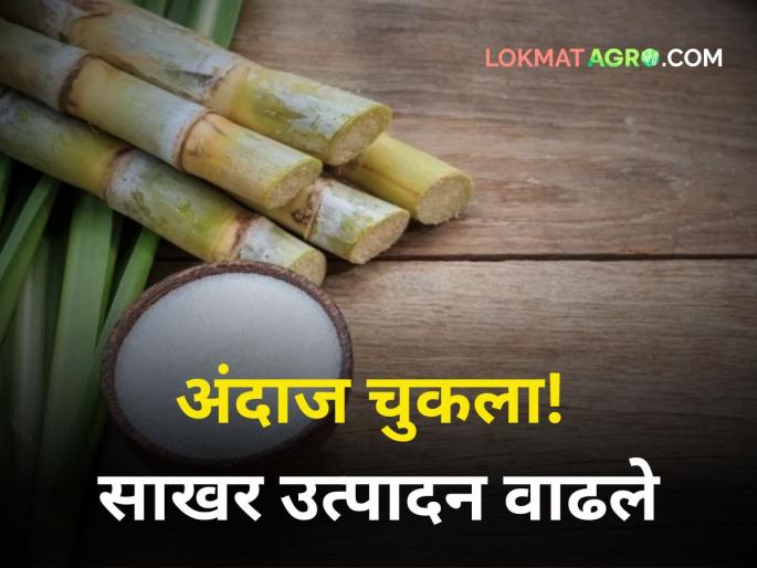 Sugar production in the state more than last year! How much sugar was produced in this sludge? | राज्यातील साखरेचे उत्पादन मागच्या वर्षींपेक्षा जास्त! या गाळपात किती झाली साखरनिर्मिती? Sugar production in the state more than last year! How much sugar was produced in this sludge? | राज्यातील साखरेचे उत्पादन मागच्या वर्षींपेक्षा जास्त! या गाळपात किती झाली साखरनिर्मिती?