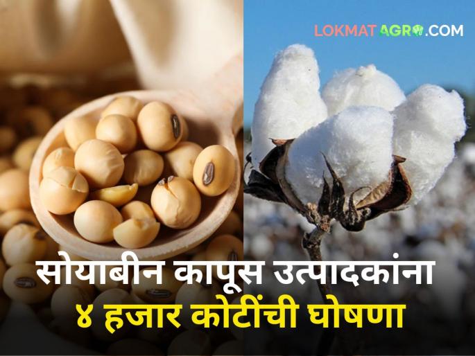 Soybean cotton producers will farmer subsidy get help of 4 thousand crores cabinet meeting | सोयाबीन-कापूस उत्पादकांना मिळणार ४ हजार कोटींची मदत! मंत्रिमंडळ बैठकीत निर्णय Soybean cotton producers will farmer subsidy get help of 4 thousand crores cabinet meeting | सोयाबीन-कापूस उत्पादकांना मिळणार ४ हजार कोटींची मदत! मंत्रिमंडळ बैठकीत निर्णय