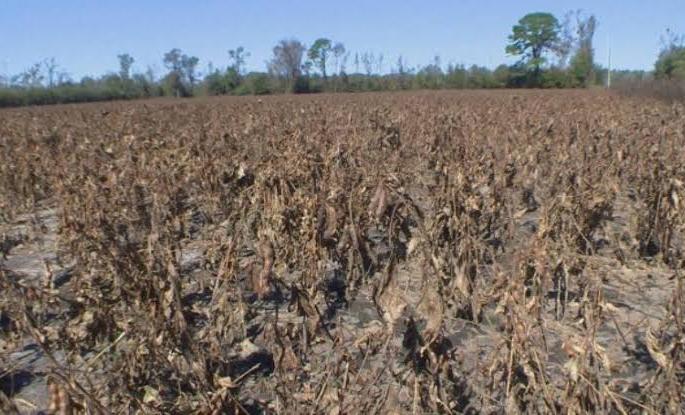 90 per cent of agricultural losses in the district are complete | जिल्ह्यातील शेती नुकसानीचे ८९ टक्के पंचनामे पूर्ण 90 per cent of agricultural losses in the district are complete | जिल्ह्यातील शेती नुकसानीचे ८९ टक्के पंचनामे पूर्ण