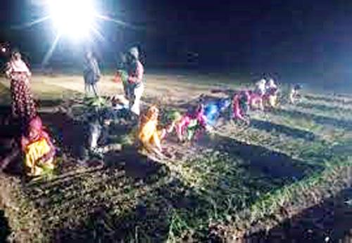 It was difficult to irrigate the crops; Light comes after the night rain; So the farmers started Knight | पिकांना पाणी देणे झाले मुश्कील; रात्री बारानंतर येते लाइट; म्हणून शेतकऱ्यांची सुरू नाइट It was difficult to irrigate the crops; Light comes after the night rain; So the farmers started Knight | पिकांना पाणी देणे झाले मुश्कील; रात्री बारानंतर येते लाइट; म्हणून शेतकऱ्यांची सुरू नाइट