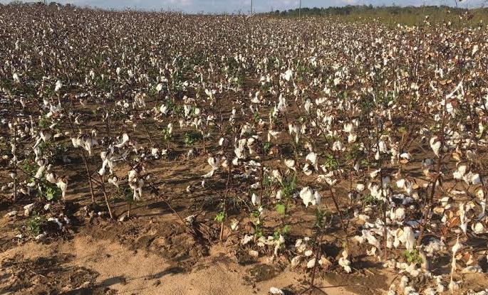 Kharif's ashes in the Mamurabad area | ममुराबाद परिसरात खरीपाची राखरांगोळी Kharif's ashes in the Mamurabad area | ममुराबाद परिसरात खरीपाची राखरांगोळी