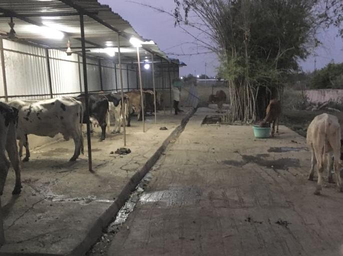 milk cows also kept in Quarantine in Wardha | Corona Virus in Wardha; वर्ध्यातील दुधाळ गाई व वासरेदेखील ठेवली क्वारंटाईन milk cows also kept in Quarantine in Wardha | Corona Virus in Wardha; वर्ध्यातील दुधाळ गाई व वासरेदेखील ठेवली क्वारंटाईन