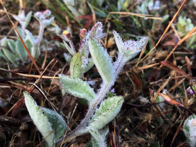 In Mahabaleshwar the temperature drops to zero degrees, dew points in Lingamla area turn to ice | महाबळेश्वरमध्ये तापमान शून्य अंशावर, लिंगमळा परिसरात दवबिंदूंचे बर्फात रूपांतर
