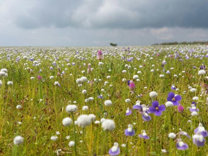 Online booking canceled on Kass Plateau | कास पठारावरील आँनलाईन बुकिंग रद्द Online booking canceled on Kass Plateau | कास पठारावरील आँनलाईन बुकिंग रद्द