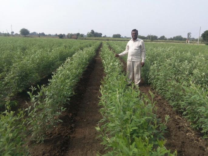 Ideal farming: Pardi's farmer took the base of rabbi! | आदर्श शेती : पार्डीच्या शेतकऱ्याने घेतला रब्बी तुरीचा आधार! Ideal farming: Pardi's farmer took the base of rabbi! | आदर्श शेती : पार्डीच्या शेतकऱ्याने घेतला रब्बी तुरीचा आधार!