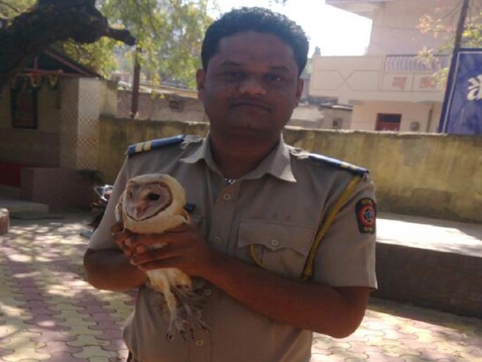 The life of the rare gavani breed of owl secured by Vaijapur polices efforts | वैजापूर पोलिसांच्या दक्षतेमुळे वाचले दुर्मिळ गव्हाणी जातीच्या घुबडाचे प्राण The life of the rare gavani breed of owl secured by Vaijapur polices efforts | वैजापूर पोलिसांच्या दक्षतेमुळे वाचले दुर्मिळ गव्हाणी जातीच्या घुबडाचे प्राण