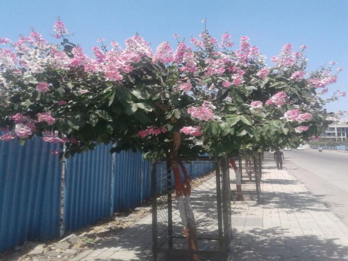 pune airport road bloom with queens crepe flower | संपूर्ण एअरपोर्ट रस्त्यावर रंगांची उधळण ; ताम्हण पुष्पांनी रस्ता फुलला pune airport road bloom with queens crepe flower | संपूर्ण एअरपोर्ट रस्त्यावर रंगांची उधळण ; ताम्हण पुष्पांनी रस्ता फुलला