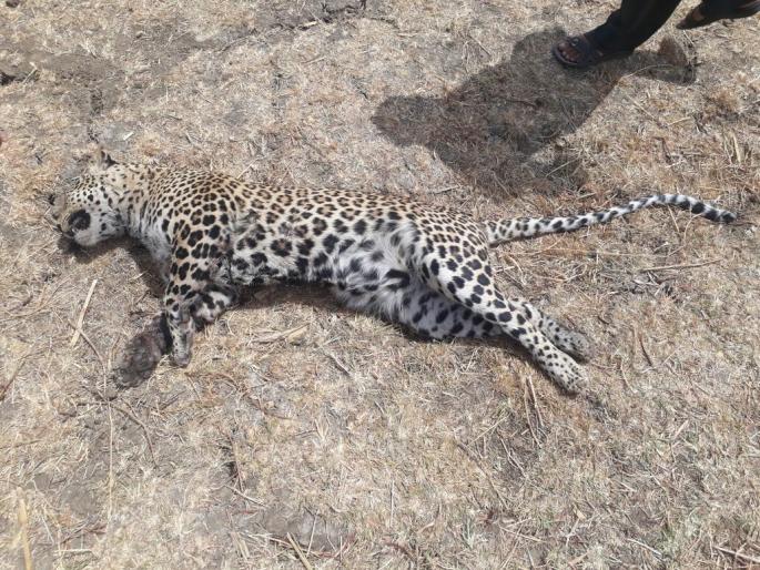 Dying without food and water | अन्न-पाण्याविना बिबट्याचा तडफडून मृत्यू Dying without food and water | अन्न-पाण्याविना बिबट्याचा तडफडून मृत्यू