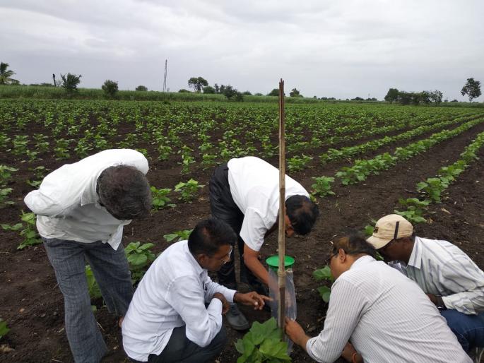 Bundligh's male kite found in the kayogas area | कायगाव परिसरात बोंडअळीचे नर पतंग आढळले Bundligh's male kite found in the kayogas area | कायगाव परिसरात बोंडअळीचे नर पतंग आढळले