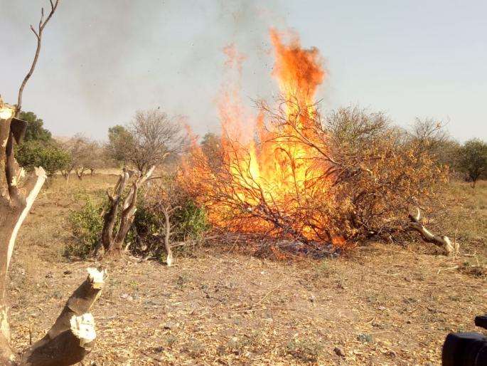 Cottage garden decorated with drought | दुष्काळझळांना कंटाळून पेटविली मोसंबीची बाग Cottage garden decorated with drought | दुष्काळझळांना कंटाळून पेटविली मोसंबीची बाग
