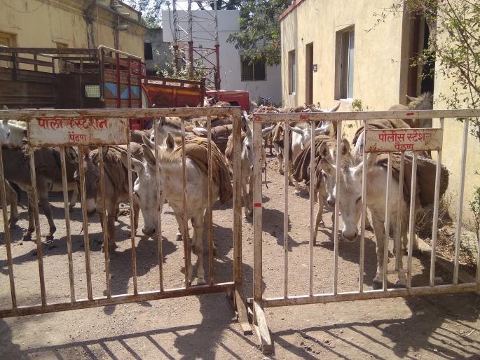  Sand stolen donkeys should be used for the police station | वाळू चोरणाऱ्या गाढवांना पोलीस ठाण्याची हवा