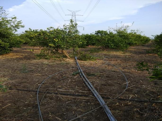 Harmonized damage due to high power electricity channels | अतिउच्च दाबाच्या वीज वाहिनीमुळे फळबागांचे नुकसान