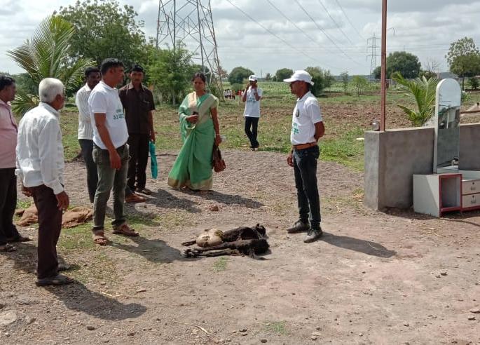 Four goats fishery by leopard animals | बिबट्या सदृश प्राण्याने केल्या चार शेळ्या फस्त Four goats fishery by leopard animals | बिबट्या सदृश प्राण्याने केल्या चार शेळ्या फस्त