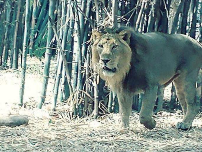 Tejas Lion death in the Rajiv Gandhi zoo Pune | 'तेजस' गेला ; राजीव गांधी प्राणिसंग्रहालयातील सिंहाचा मृत्यू Tejas Lion death in the Rajiv Gandhi zoo Pune | 'तेजस' गेला ; राजीव गांधी प्राणिसंग्रहालयातील सिंहाचा मृत्यू