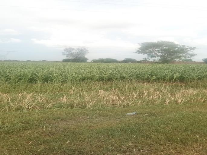 The crops were deemed to have dropped due to rain | पावसाने ओढ दिल्याने पिकांनी टाकल्या माना The crops were deemed to have dropped due to rain | पावसाने ओढ दिल्याने पिकांनी टाकल्या माना