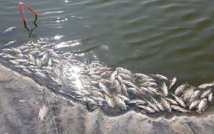 Shocking; Thousands of fish died from poisoning in farms | धक्कादायक; शेततळ्यातील १४ हजार मासे विषबाधाने मृत्युमुखी Shocking; Thousands of fish died from poisoning in farms | धक्कादायक; शेततळ्यातील १४ हजार मासे विषबाधाने मृत्युमुखी