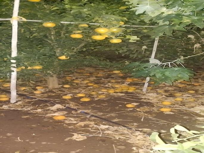 Storms rained down on city taluka; Damage to orchards with oranges | नगर तालुक्याला वादळी पावसाचा तडाखा; संत्र्यांसह फळबागांचे नुकसान Storms rained down on city taluka; Damage to orchards with oranges | नगर तालुक्याला वादळी पावसाचा तडाखा; संत्र्यांसह फळबागांचे नुकसान