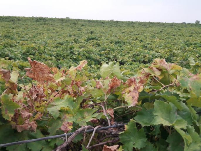 Tuljapur suffered pre mansoon rain; major damage to crop | तुळजापूरला अवकाळीने झोडपले;काढणीला आलेल्या पिकाचे मोठे नुकसान Tuljapur suffered pre mansoon rain; major damage to crop | तुळजापूरला अवकाळीने झोडपले;काढणीला आलेल्या पिकाचे मोठे नुकसान