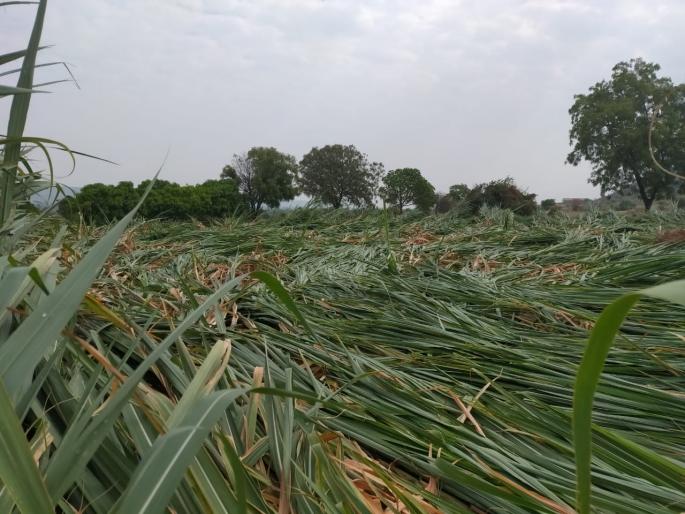 The rains broke the back of the farmers; Major loss of crop yields | अवकाळी पावसाने शेतकऱ्यांचे कंबरडे मोडले; काढणीला आलेल्या पिकाचे मोठे नुकसान The rains broke the back of the farmers; Major loss of crop yields | अवकाळी पावसाने शेतकऱ्यांचे कंबरडे मोडले; काढणीला आलेल्या पिकाचे मोठे नुकसान