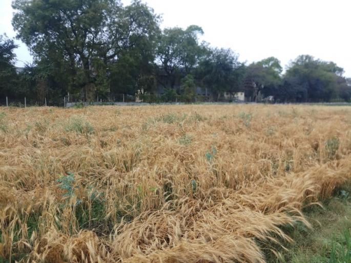 Loss of crops due to untimely rains in Kopargaon taluka; Order to punch | कोपरगाव तालुक्यात अवकाळी पावसाने पिकांचे नुकसान; पंचनामे करण्याचे आदेश Loss of crops due to untimely rains in Kopargaon taluka; Order to punch | कोपरगाव तालुक्यात अवकाळी पावसाने पिकांचे नुकसान; पंचनामे करण्याचे आदेश