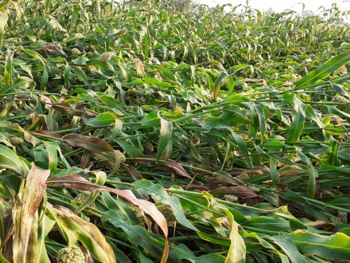 Non mansion rain, harvested stop, farm faces mega loss due to lockdown | अवकाळी आणि लॉकडाऊनमुळे शेतकऱ्यांवर संकट; कापणी-मळणीला आलेला शेतमाल उघडयावर