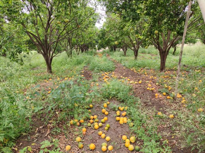Non masoon rains again; Farmers upset over loss of Rabi crops | अवकाळी पावसाचे पुन्हा थैमान; रब्बी पिकांच्या नुकसानीने शेतकरी हवालदिल