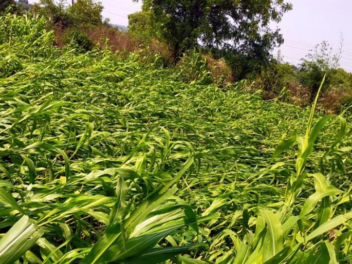 Parbhani district receives wheat, sorghum due to untimely rains | अवकाळी पावसाने शेतकरी अडचणीत; परभणी जिल्ह्यात गहू, ज्वारीचे अतोनात नुकसान Parbhani district receives wheat, sorghum due to untimely rains | अवकाळी पावसाने शेतकरी अडचणीत; परभणी जिल्ह्यात गहू, ज्वारीचे अतोनात नुकसान