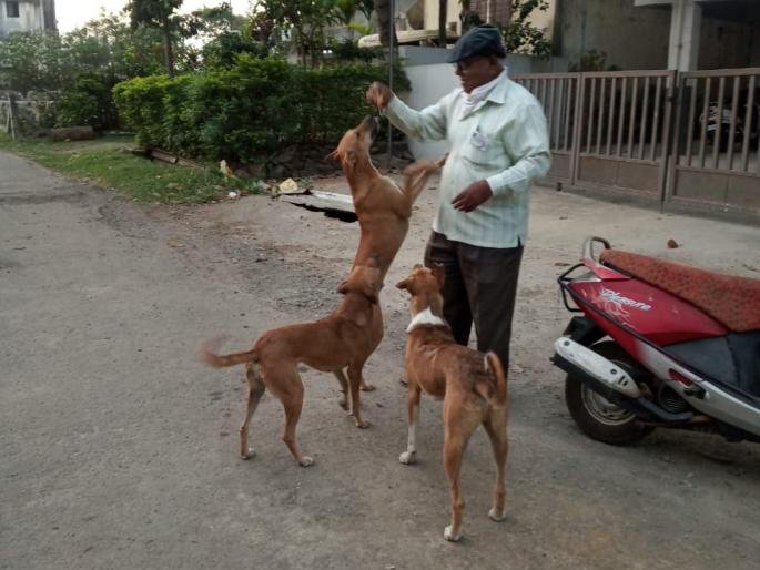 Corona in kolhapur: Distribute food to dogs during lockdown | Corona in kolhapur : लॉकडाऊनच्या काळात कुत्र्यांना अन्न वाटप Corona in kolhapur: Distribute food to dogs during lockdown | Corona in kolhapur : लॉकडाऊनच्या काळात कुत्र्यांना अन्न वाटप